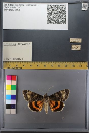 Media type: image;   Entomology 747795